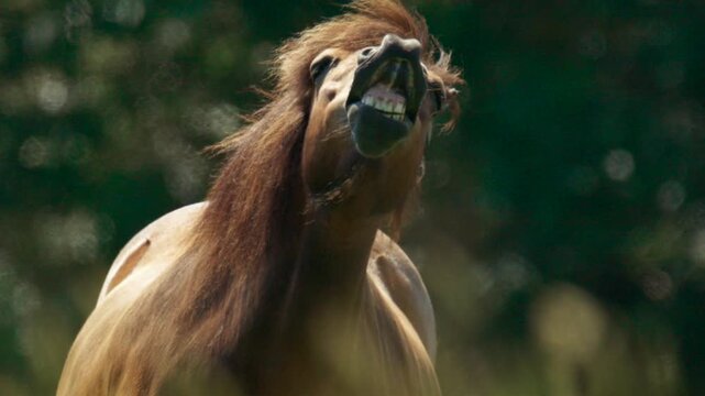 Close-up of a funny brown horse neighing and displaying a flehmen response with its mouth wide open