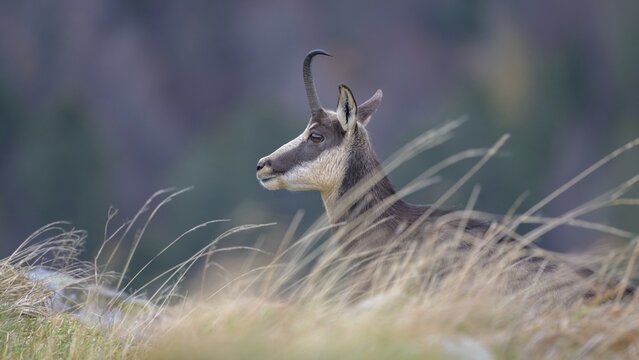 Chamois (Rupicapra rupicapra), chamois goat, animal portrait, Vosges, France