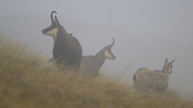 Chamois (Rupicapra rupicapra), pack of chamois standing in a meadow near Nebel, Vosges, France