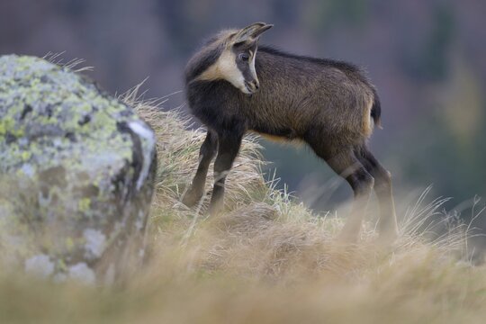 Chamois (Rupicapra rupicapra), fawn standing in a meadow looking backwards, Vosges, France