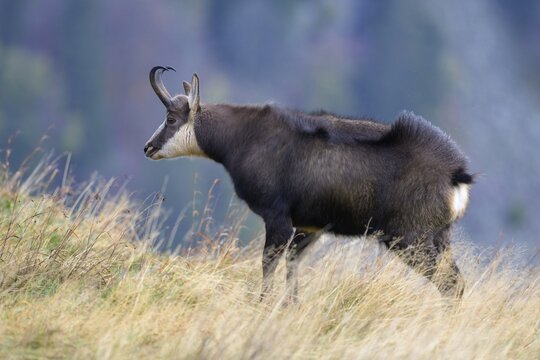Chamois (Rupicapra rupicapra), chamois standing and shaking in a mountain meadow, Vosges, France