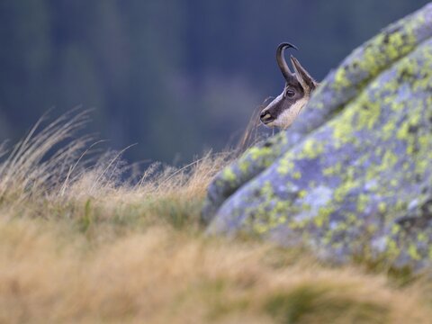 Chamois (Rupicapra rupicapra), chamois looking out from behind a lichen-covered rock, Vog