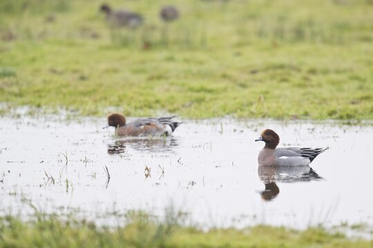 Eurasian wigeons (Anas penelope), Bremen, Germany