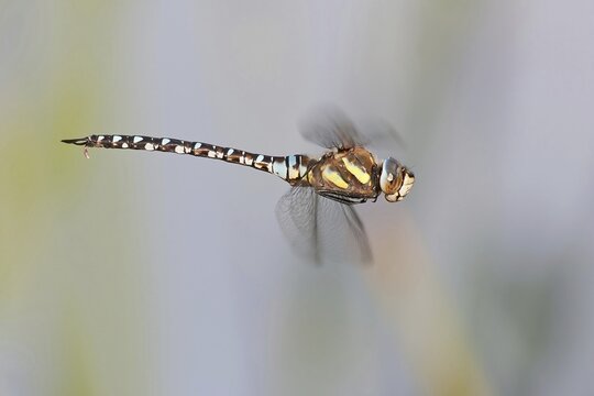Flying migrant hawker (Aeshna mixta), Hesse, Germany