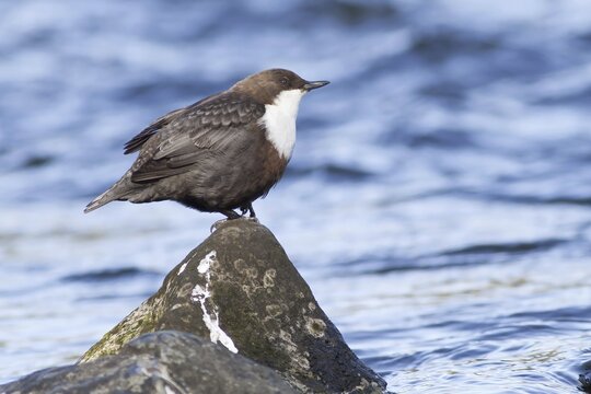 White-breasted dipper (Cinclus cinclus) standing on stone, Hesse, Germany