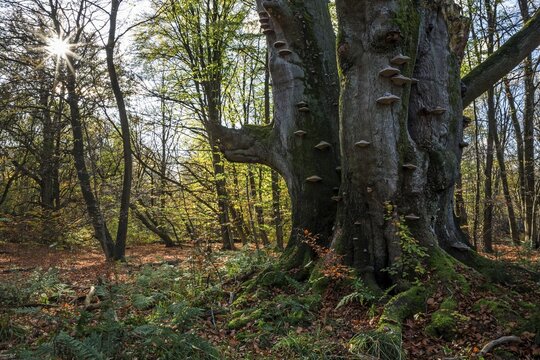 Common beech (Fagus sylvatica), triple beech, overgrown with true tinder fungus (Fomes fomentarius), autumn forest, primeval forest Sababurg, Reinhardswald nature park Park, Hesse, Germany