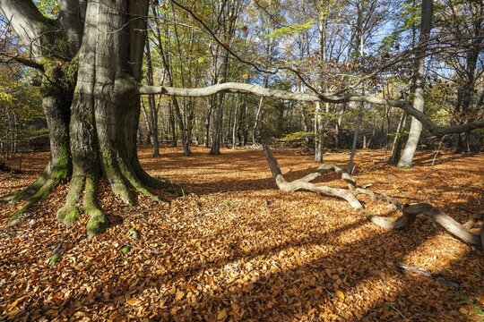 Beech trees in autumn forest, Sababurg primeval forest, Reinhardswald nature park Park, Hesse, Germany Forest