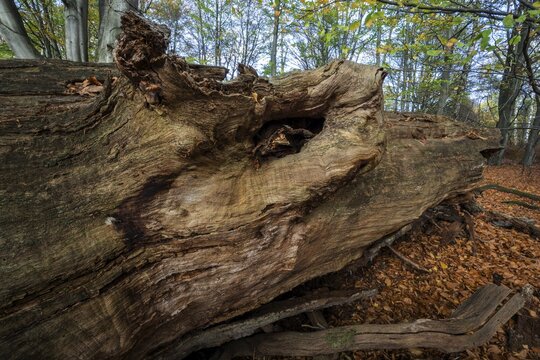 Fallen dead tree trunk in autumnal beech forest, deadwood, primeval forest Sababurg, Reinhardswald nature park Park, Hesse, Germany