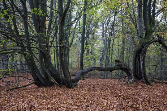 Old beech trees in autumnal beech forest, Sababurg primeval forest, Reinhardswald nature park Park, Hesse, Germany