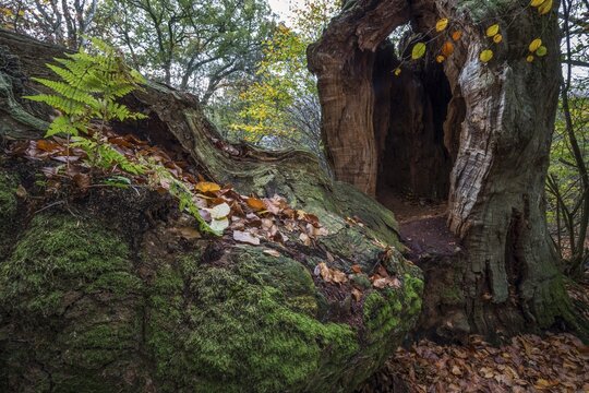 Lte English oak (Quercus robur), heraldic oak, primeval forest Sababurg, Reinhardswald nature park Park, Hesse, Germany