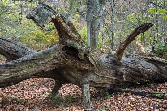 Fallen dead tree trunk in autumnal beech forest, deadwood, primeval forest Sababurg, Reinhardswald nature park Park, Hesse, Germany