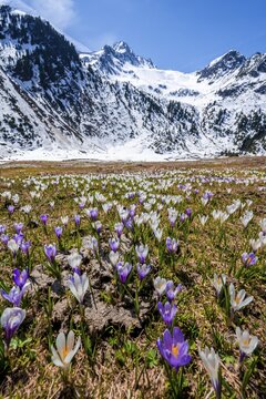 Spring in the mountains, white and purple crocus meadow, Neustift im Stubai Valley, Tyrol, Austria