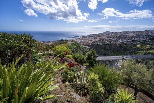 View over the city of Funchal, flowers in the Botanical Garden, Jardim Botanico, Funchal, Madeira, Portugal