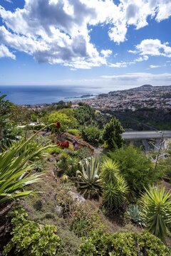 View over the city of Funchal, flowers in the Botanical Garden, Jardim Botanico, Funchal, Madeira, Portugal