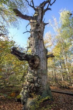 Dead English oak (Quercus robur), cyclops oak, primeval forest Sababurg, Reinhardswald nature park Park, Hesse, Germany