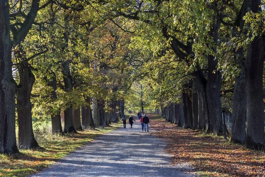 Tree avenue with old oaks in autumn, Sababurg Castle Park, Sababurg Zoo, Reinhardswald nature park Park, Hesse, Germany