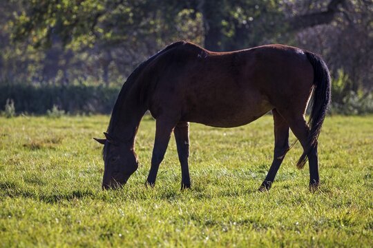 Beberbeck horse (Equus ferus f. caballus), captive, Sababurg Zoo, Hesse, Germany