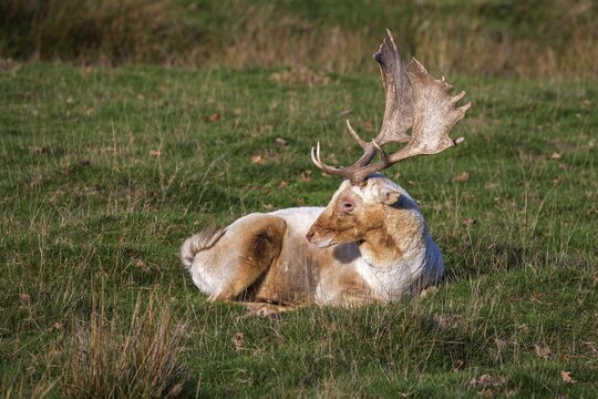 Fallow deer (Dama dama), captive, Sababurg Zoo, Hesse, Germany