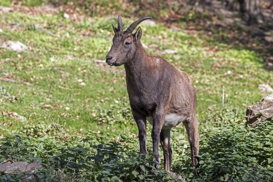 Ibex (Capra), captive, Sababurg Zoo, Hesse, Germany