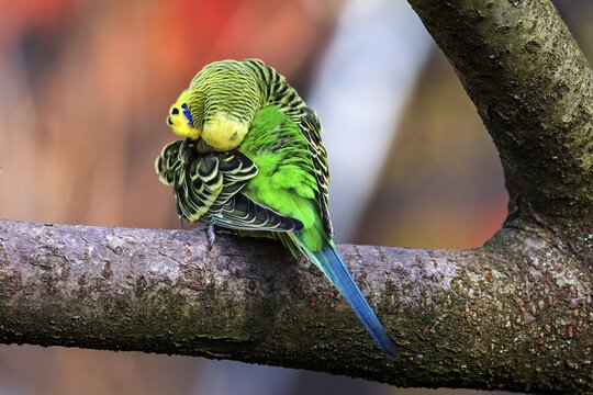 Green-yellow budgie (Melopsittacus undulatus) preening its plumage, captiv, Sababurg Zoo, Hesse, Germany