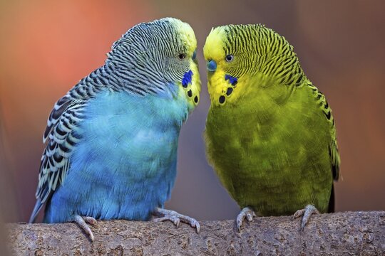 Green-yellow and blue budgie (Melopsittacus undulatus), captive, Sababurg Zoo, Hesse, Germany