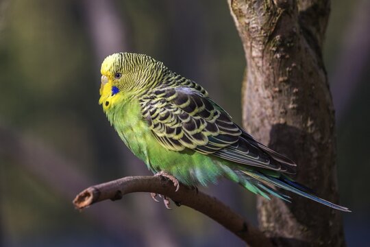 Green-yellow budgie (Melopsittacus undulatus), captive, Sababurg Zoo, Hesse, Germany