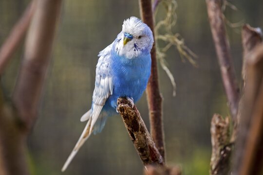 Blue budgie (Melopsittacus undulatus), captive, Sababurg Zoo, Hesse, Germany