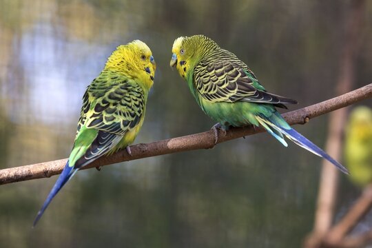 Two green-yellow budgies (Melopsittacus undulatus), itching from branch, captive, Sababurg Zoo, Hesse, Germany