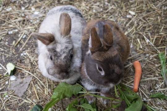 Lionhead rabbits and dwarf rabbits in garden enclosure, Stuttgart, Baden-W&uuml;rttemberg, Germany