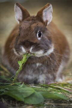 Dwarf rabbit in the garden eating dandelion, Stuttgart, Baden-W&uuml;rttemberg, Germany