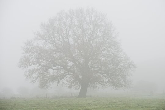 English oak (Quercus robur) in Nebel, Emsland, Lower Saxony, Germany