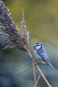 Blue Tit (Parus caerulea), Emsland, Lower Saxony, Germany