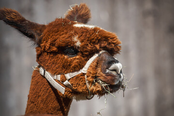 Detailed profile portrait of a brown alpaca wearing a halter with hay in its mouth, ideal for animal therapy and trekking tour campaigns. © PietFoto