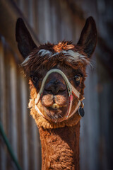 Detailed profile portrait of a brown alpaca wearing a halter with hay in its mouth, ideal for animal therapy and trekking tour campaigns. © PietFoto