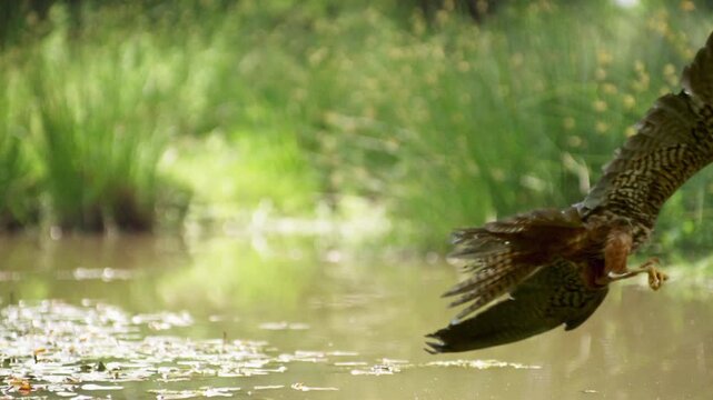 Eurasian hobby falcon expertly catching a dragonfly in mid-air over a tranquil pond in slow motion