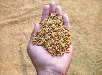 Hand holding golden paddy seeds