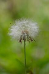 Naklejka premium Dandelion (Taraxacum officinale) seed head in close-up. High-quality macro photography with a blurred green background. Ideal for concepts of lightness and nature.