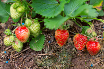 Red strawberries ripen under the green leaves in garden.