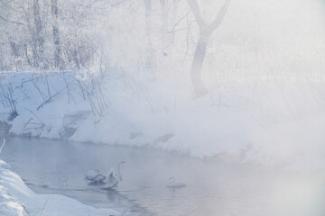 気嵐と白鳥 © makieni