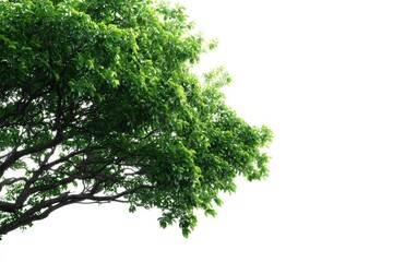 Obraz premium Lush green tree branches bursting with foliage against a bright white background (1)