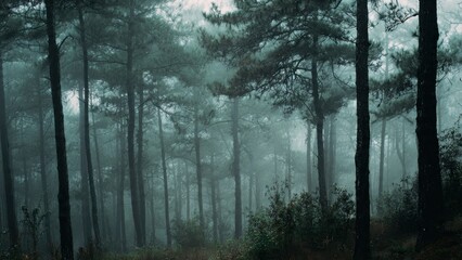 Obraz premium Misty Forest Scene with Tall Trees