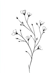 Delicate botanical illustration of sprig with tiny flowers and buds in black and white
