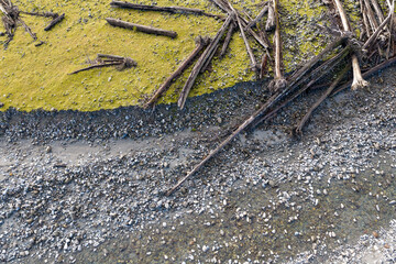 Aerial View Of Rocky Shoreline With Driftwood And Green Algae On A BC Beach
