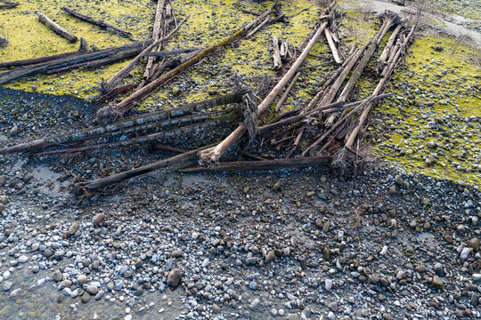 Driftwood Debris on Rocky Shore With Yellow-Green Algae and Pebble Beach
