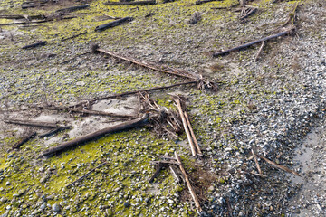 Fototapeta premium Driftwood-Littered Shoreline With Moss, Pebbles, And Rocks Along BC, Canada Coast