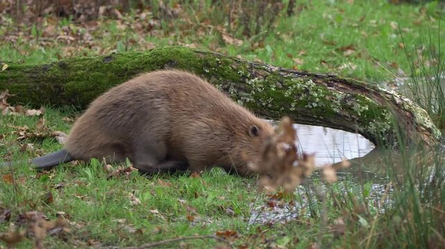 Wild eurasian beaver leaving the grassy shore to swim in a tranquil forest pond