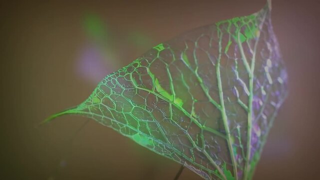 Cyber Leaf Pulse