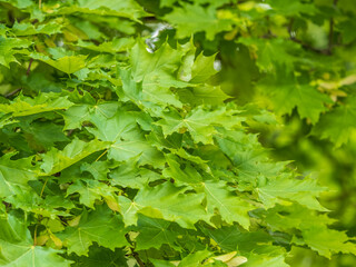 Fototapeta premium Spring branches of maple tree with fresh green leaves. Acer saccharinum, silver maple