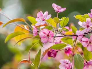 Fototapeta premium Fresh pink flowers of a blossoming apple tree with blured background