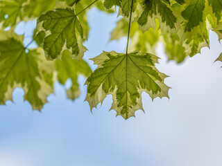 Green and white foliage of Norway Maple 'Drummondii' - Acer platanoides Variegata